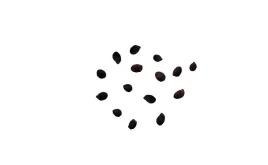 nasiona-mieta-pieprzowa-ziola-swieza-eko-domowa