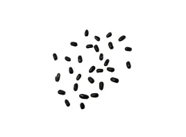 nasionka-lawenda-odstraszajaca-komary-pachnaca