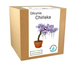 zestaw-do-uprawy-bonsai-glicynia-chinska-wisteria