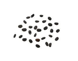 nasiona-kocimietka-dla-kota-odstrasza-komary-mole