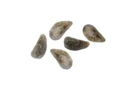 nasiona-bawelna-indyjska-ozdobna-roslinka-doniczka