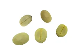 nasionka-kawa-arabska-arabica-ziarno-kawowiec-owoc