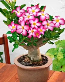 nasiona-roza-pustyni-adenium-obesum-baobab-bonsai
