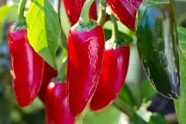 nasiona-papryka-jalapeno-chili-b-ostra-meksykanska