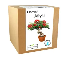 zestaw-do-uprawy-plomien-afryki-drzewko-bonsai