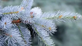 nasiona-swierk-srebrny-klujacy-bonsai-choinka