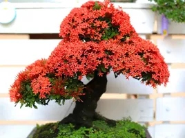 nasiona-plomien-afryki-najpiekniejsze-drzewo-swiat