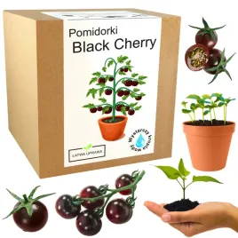 zestaw-do-uprawy-pomidor-koktajlowy-black-cherry