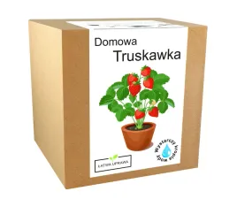zestaw-do-uprawy-truskawki-domowej-soczyste-owoce