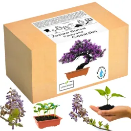 zestaw-do-uprawy-bonsai-paulownia-cesarska-drzewko