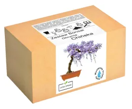 zestaw-do-uprawy-bonsai-glicynia-chinska-wisteria