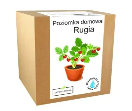 zestaw-do-uprawy-poziomka-domowa-rugia-nasionka