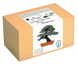 zestaw-do-uprawy-bonsai-swierk-srebrny-drzewko
