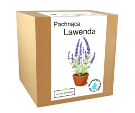 zestaw-do-uprawy-ziol-lawenda-roslina-ozdobna