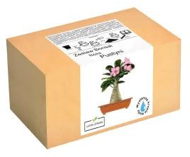 zestaw-do-uprawy-bonsai-roza-pustyni-adenium-obesu