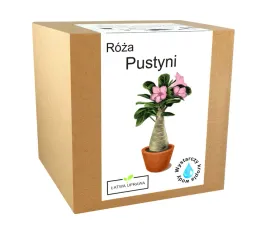 zestaw-do-uprawy-roslin-roza-pustyni-bonsai-baobab