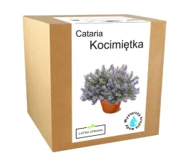 zestaw-do-uprawy-kocimietka-dla-kota-trawa-nepeta