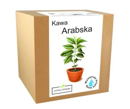 zestaw-do-uprawy-kawa-arabica-drzewo-kawowe-ziarna