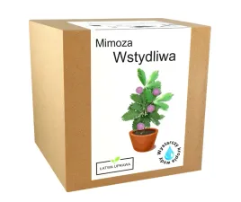 zestaw-do-uprawy-mimoza-wstydliwa-rozowa-mimosa