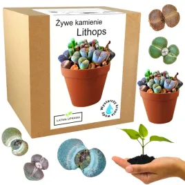 zestaw-do-uprawy-zywe-kamienie-lithops-kaktusy