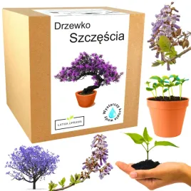 zestaw-do-uprawy-bonsai-paulownia-cesarska-drzewko