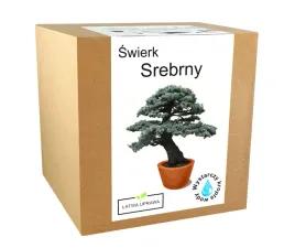 zestaw-do-uprawy-bonsai-swierk-srebrny-drzewko