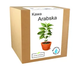 zestaw-do-uprawy-kawa-arabica-drzewo-kawowe-ziarna