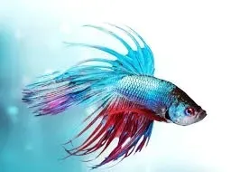 zszywki-esselte-26-6