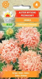 aster-peoniowy-janina-nasiona-kwiatow-1g-toraf