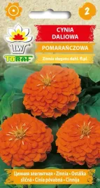 cynia-daliowa-pomaranczowa-nasiona-1g-toraf