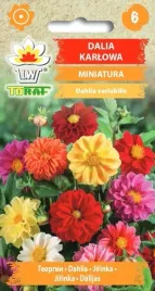 dalia-karlowa-miniatura-nasiona-kwiatow-05g-toraf