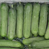 ogorek-nasiona-1-g-358-rodzaj-rosliny-ogorek