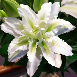 lilia-pelna-roselily-aisha-23