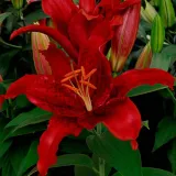 lilia-orientalna-red-flash-20-22