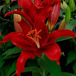lilia-orientalna-red-flash-20-22