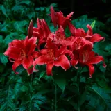 lilia-orientalna-red-flash-20-22-rodzaj-rosliny-lilia