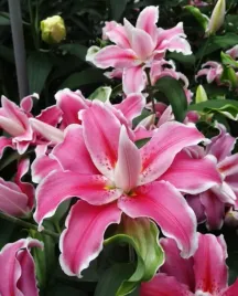 lilia-pelna-lilac-cloud-20-22