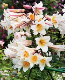 lilia-krolewska-regale-20-22