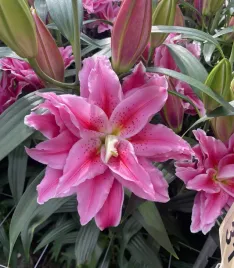 lilia-pelna-roselily-viola-20