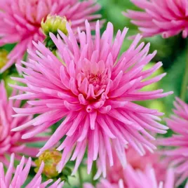 dalia-kaktusowa-park-princes-1-klasa