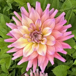 dalia-dekoracyjna-bahama-mama-1-klasa