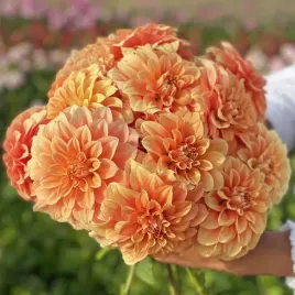 dalia-dekoracyjna-garden-jubile-1-klasa