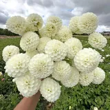 dalia-pomponowa-snowflake-1-klasa