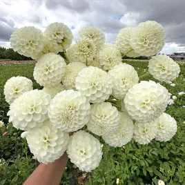 dalia-pomponowa-snowflake-1-klasa