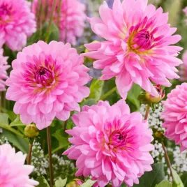 dalia-dekoracyjna-rosella-1-klasa