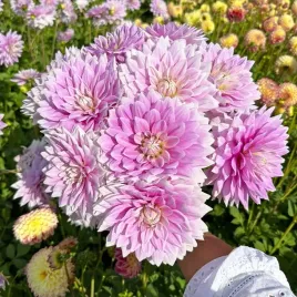 dalia-dekoracyjna-ferncliff-inspiration-1-klasa