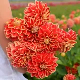 dalia-dekoracyjna-maxime-1-klasa