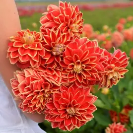 dalia-dekoracyjna-maxime-1-klasa