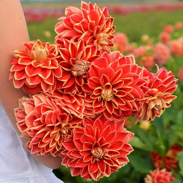 dalia-dekoracyjna-maxime-1-klasa