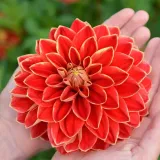 dalia-dekoracyjna-maxime-1-klasa-rodzaj-rosliny-dalia